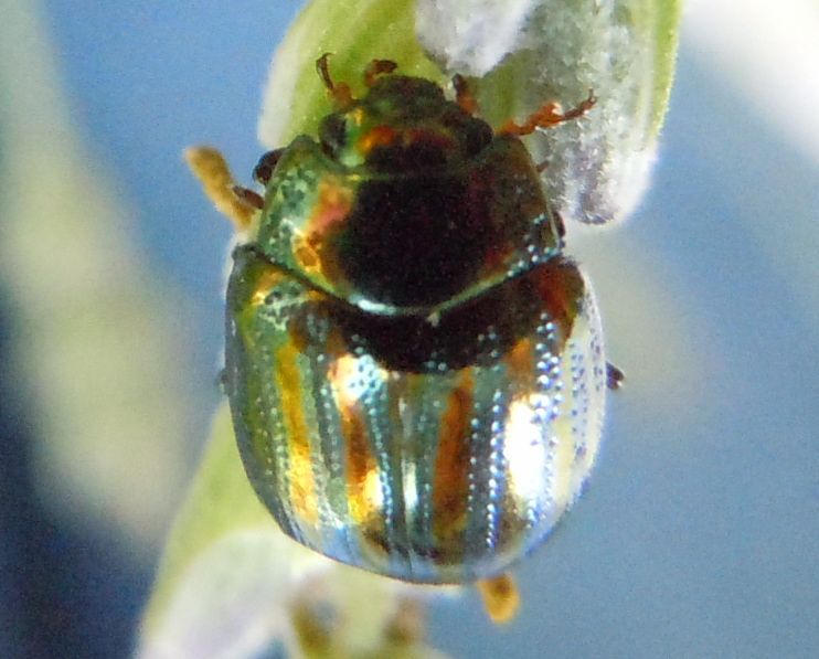 Chrysolina americana